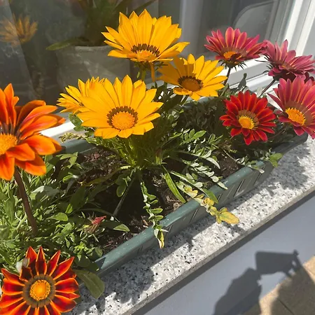 Vis-a-vis ורניגרוד