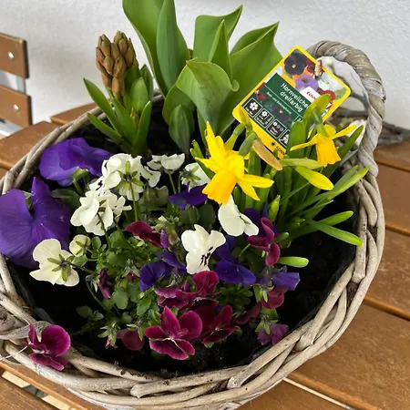 Vis-a-vis * Wernigerode