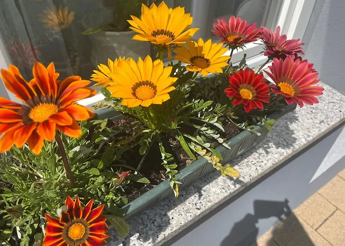 Vis-a-vis ורניגרוד