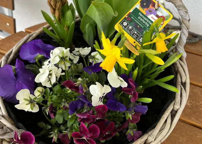 Vis-a-vis * ורניגרוד